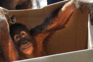 W zoo melbourne, orangutan uciekł z klatki